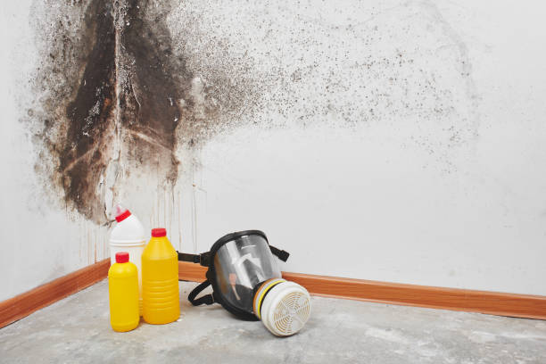 Best Fast Mold Removal  in West Vero Corridor, FL