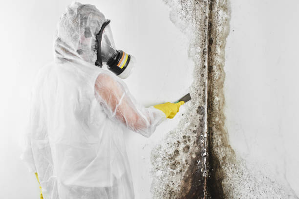 Best Mold Cleaning Services  in West Vero Corridor, FL