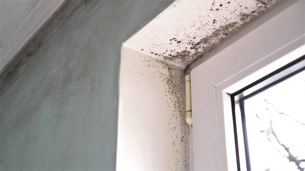 Mold Removal and Inspection in West Vero Corridor, FL
