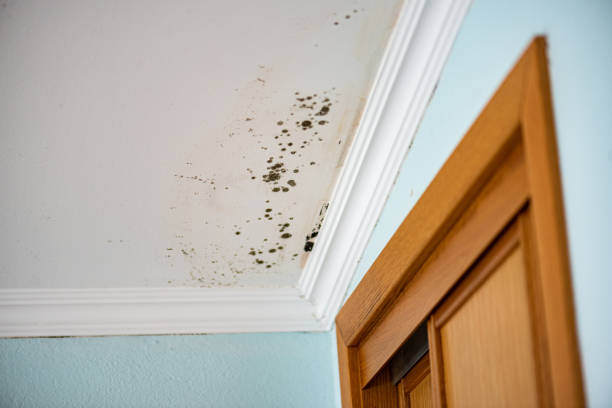 Best Same-Day Mold Removal  in West Vero Corridor, FL