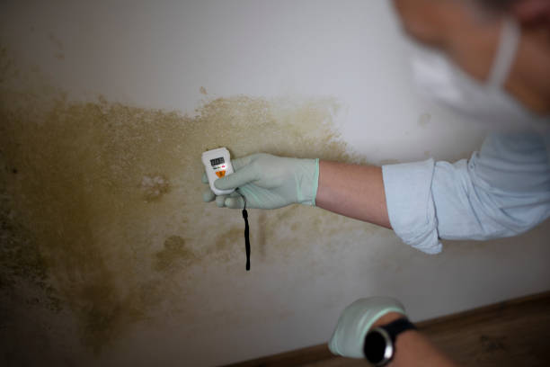 Best Crawl Space Mold Removal  in West Vero Corridor, FL