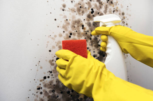 Best Office Mold Removal Services  in West Vero Corridor, FL