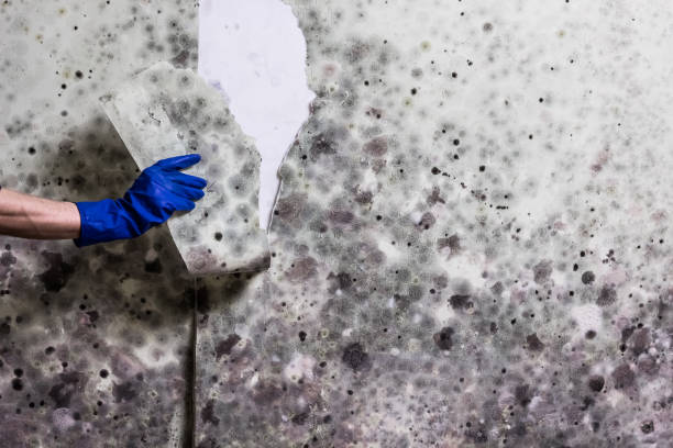 Best Affordable Mold Removal  in West Vero Corridor, FL