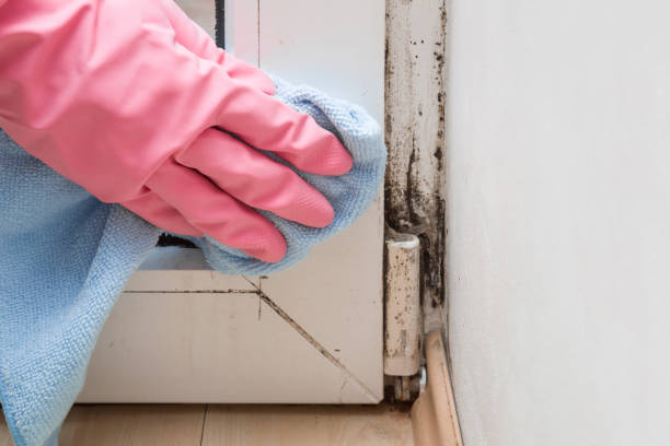 Best Certified Mold Removal  in West Vero Corridor, FL